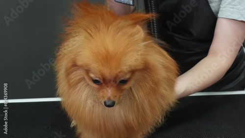 Female groomer blow drying Spitz dog. Closeup of cute furry dog looking away while standing on table. Professional wearing apron is grooming pet animal at salon.