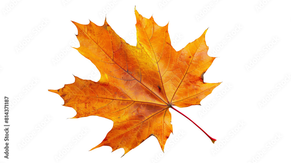 a maple leaf in vibrant autumn colors, with its veins clearly visible, Isolated on a white background a maple leaf in vibrant autumn colors, with its veins clearly visible, Isolated on a white background
