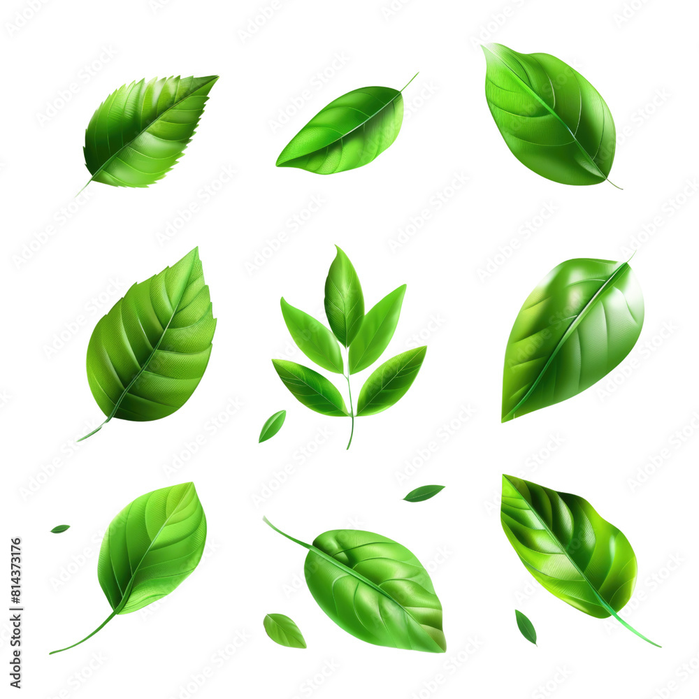 Set of green leaves in isolated on transparent background Set of green leaves in isolated on transparent background