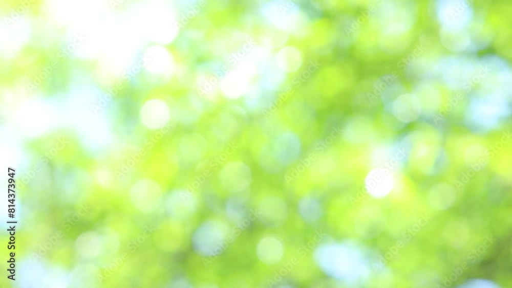 初夏の風に吹かれる新緑のアウトフォーカス 初夏の風に吹かれる新緑のアウトフォーカス