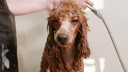 Groomer washing cute poodle with shower hose. Professional taking care of veterinary service at pet spa. She is wearing apron while cleaning trembling brown dog.