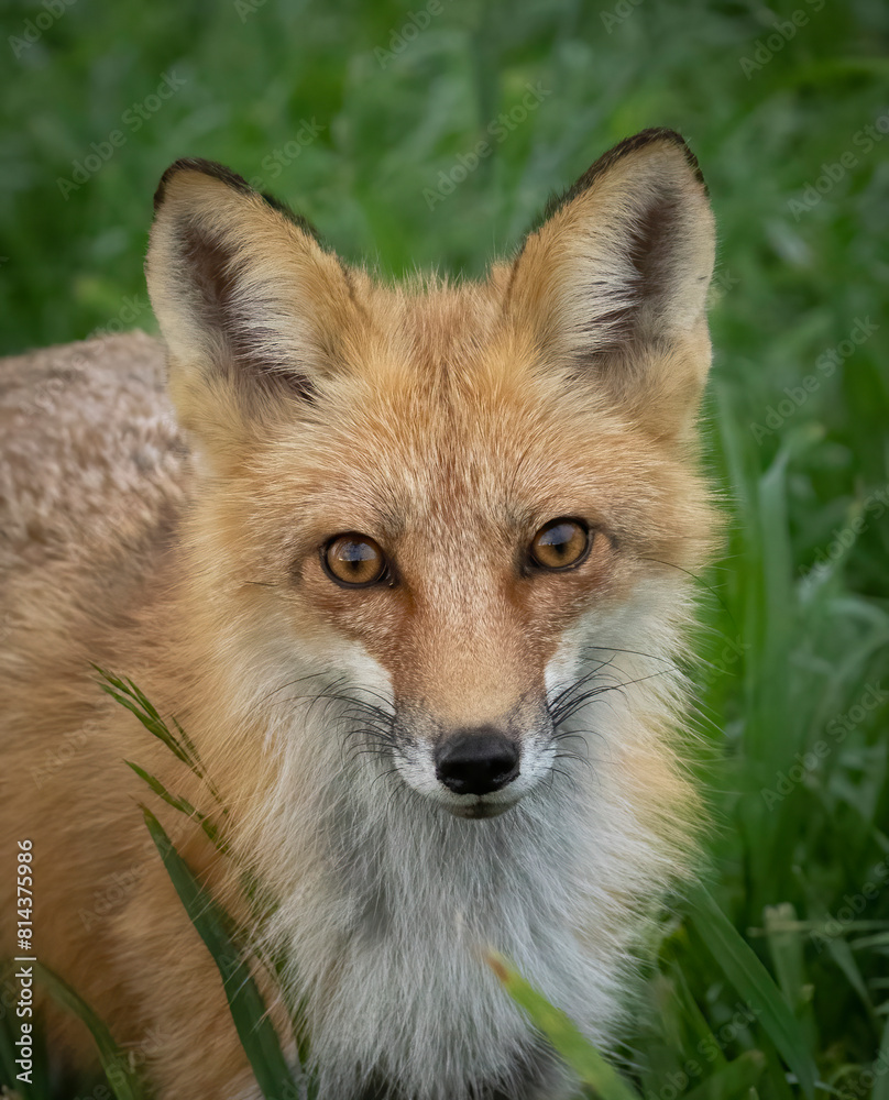 Red Fox looking on in the grass Red Fox looking on in the grass