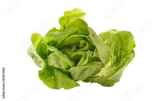 Fresh raw green butterhead lettuce leaf on white background, Vegetable from Organic farm ingredient for cooking healthy or vegetarian food salad in spring and summer season