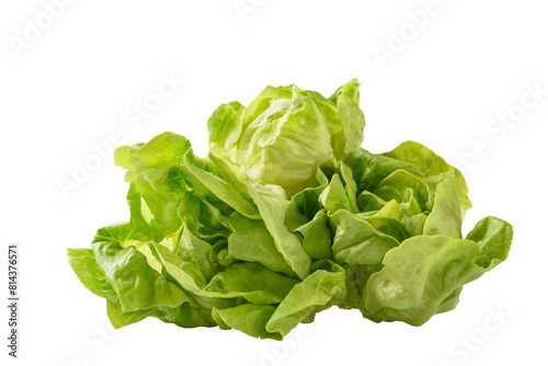 Fresh raw green butterhead lettuce leaf on white background, Vegetable from Organic farm ingredient for cooking healthy or vegetarian food salad in spring and summer season