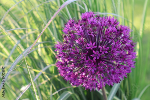 flower onion purple grass green decorative close-up