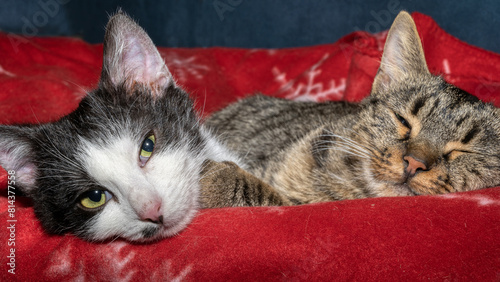 Foto Zwei Hauskatzen im Korb
