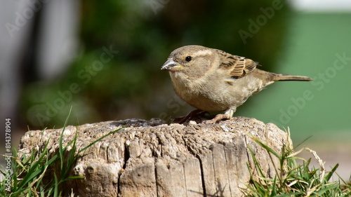 female of bird sparrowPasser domesticus looking for food