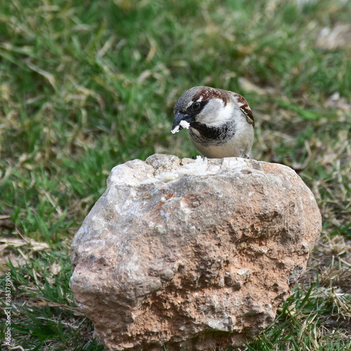 bird sparrow passer montanus looking for food