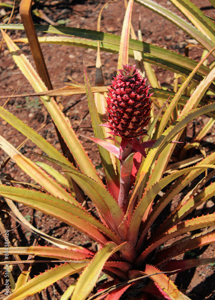 Pineapple Plant