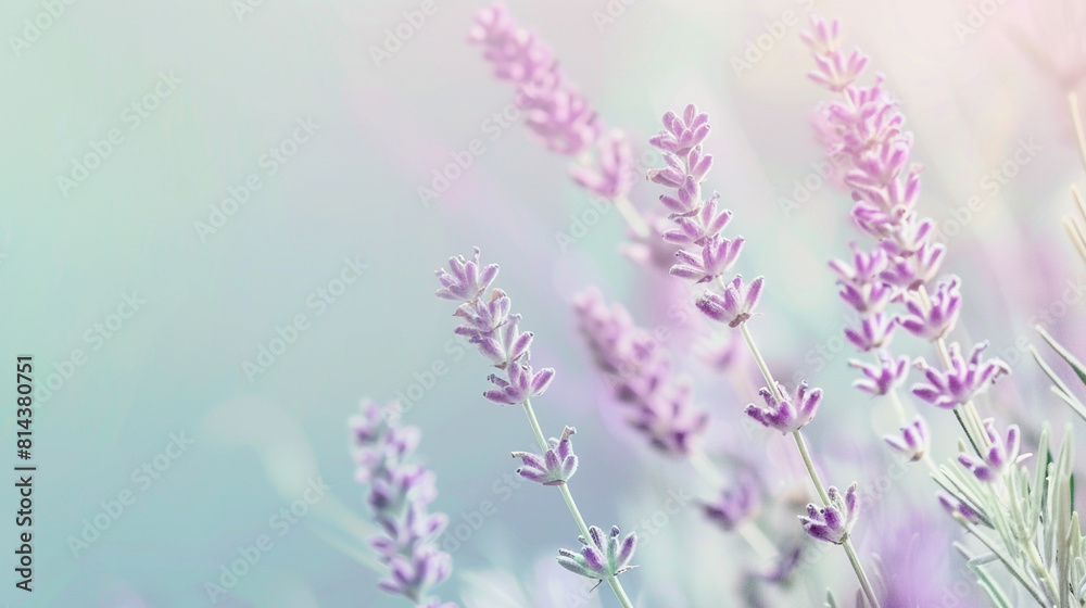 Fototapeta premium Soft pastel gradient from lavender to mint, resembling early spring