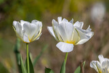 blühende gelbe Tulpen