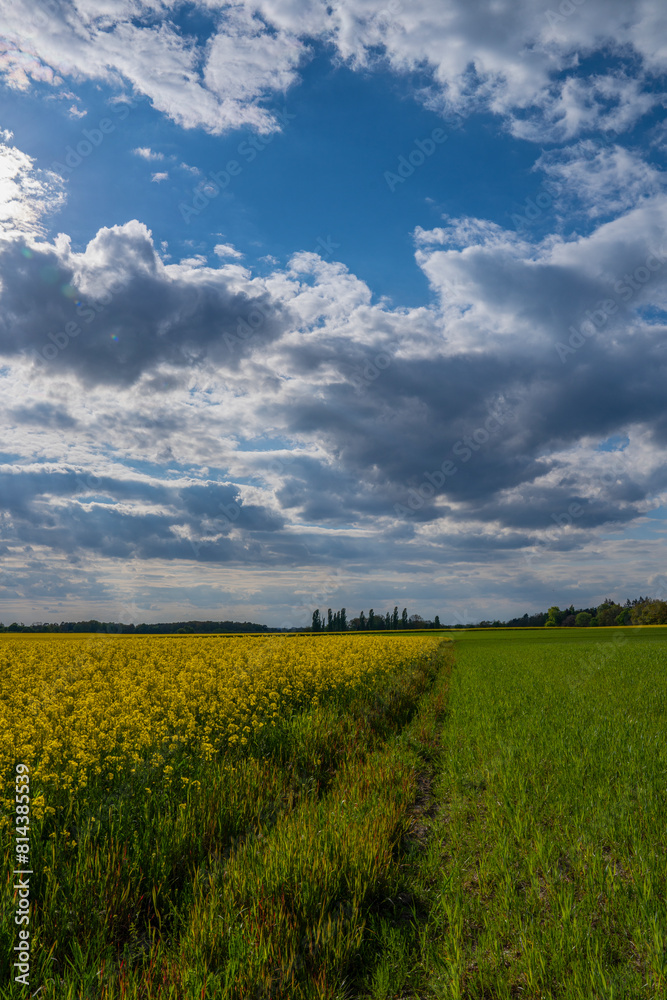 blühende Rapsfelder mit bewölktem Himmel blühende Rapsfelder mit bewölktem Himmel
