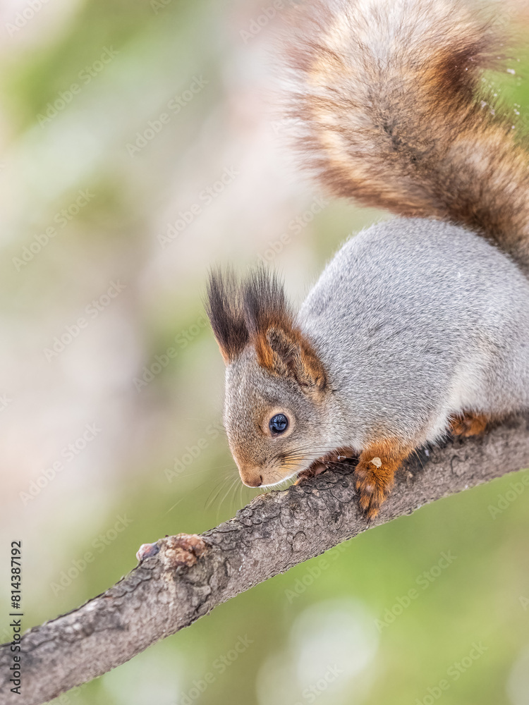The squirrel with nut sits on tree in the winter or late autumn