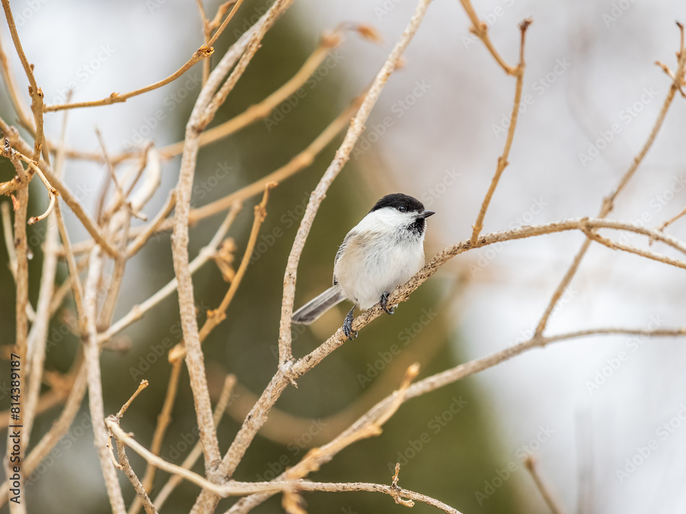 Cute bird the willow tit, song bird sitting on a branch without leaves in the winter. Cute bird the willow tit, song bird sitting on a branch without leaves in the winter.