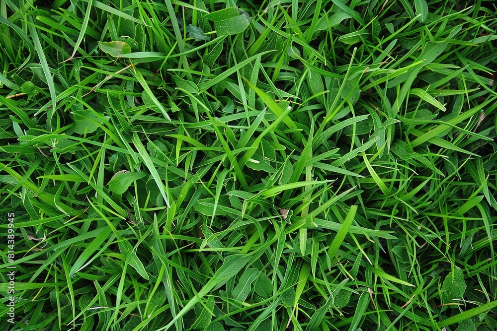 The Unwanted Guest: Weed in Perfect Zoysia Grass. A striking image of a weed in the midst The Unwanted Guest: Weed in Perfect Zoysia Grass. A striking image of a weed in the midst