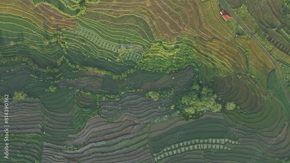 Overhead drone shot of beautiful pattern of rice field. Top down view of agricultural field. Plantation. Overhead drone shot of beautiful pattern of rice field. Top down view of agricultural field. Plantation.