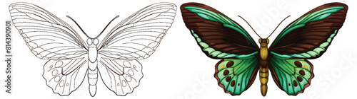 Detailed butterfly, one colored and one outline