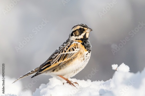 German Migrant Bird Lapland Longspur  Ijsgors  - Calcarius lapponicus in Europa