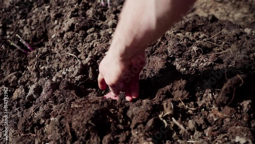 Planting Root Crop In Soil Using Garden Hoe And Cultivator Hand Tiller. closeup shot photo