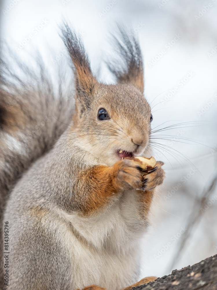 The squirrel with nut sits on tree in the winter or late autumn The squirrel with nut sits on tree in the winter or late autumn