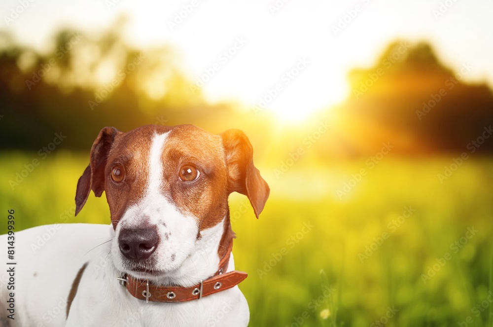 Funny beautiful Dog sitting in the grass Funny beautiful Dog sitting in the grass