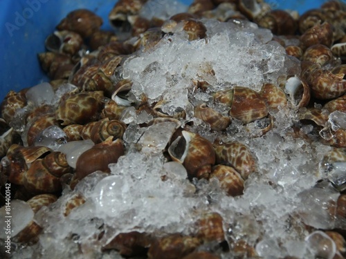 a photography of a bowl of snails with ice in it.