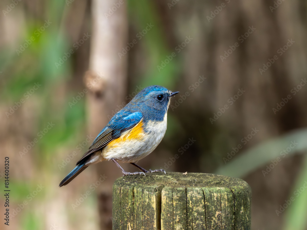 Obraz premium 木陰の杭の上に留まっているルリビタキの雄