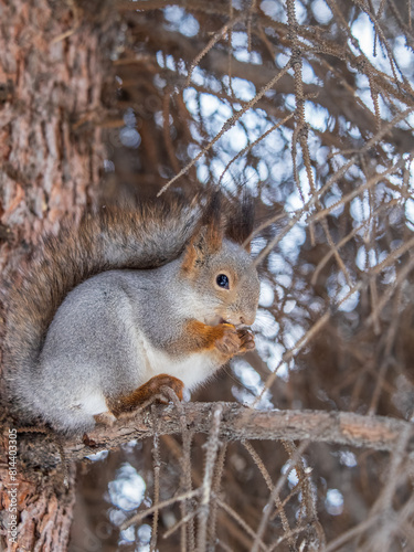 The squirrel with nut sits on tree in the winter or late autumn © Dmitrii Potashkin