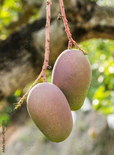 Close-up of mango fruits on the mango tree in Tainan, Taiwan. 