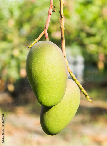 Close-up of mango fruits on the mango tree in Tainan, Taiwan. 