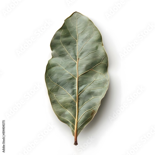 bay leaves isolated on white background