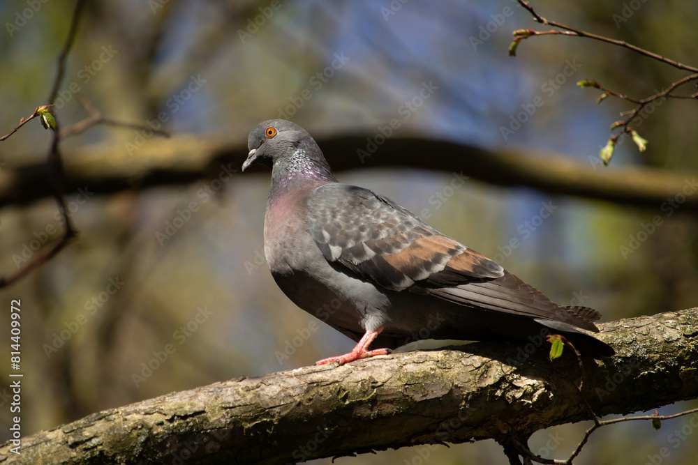 Wood Pigeon perching on branch. Pigeon on bright blue sky background. Wood Pigeon perching on branch. Pigeon on bright blue sky background.