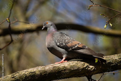Wood Pigeon perching on branch. Pigeon on bright blue sky background. photo