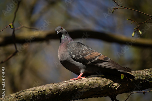 Common Wood Pigeon - Columba palumbus. photo