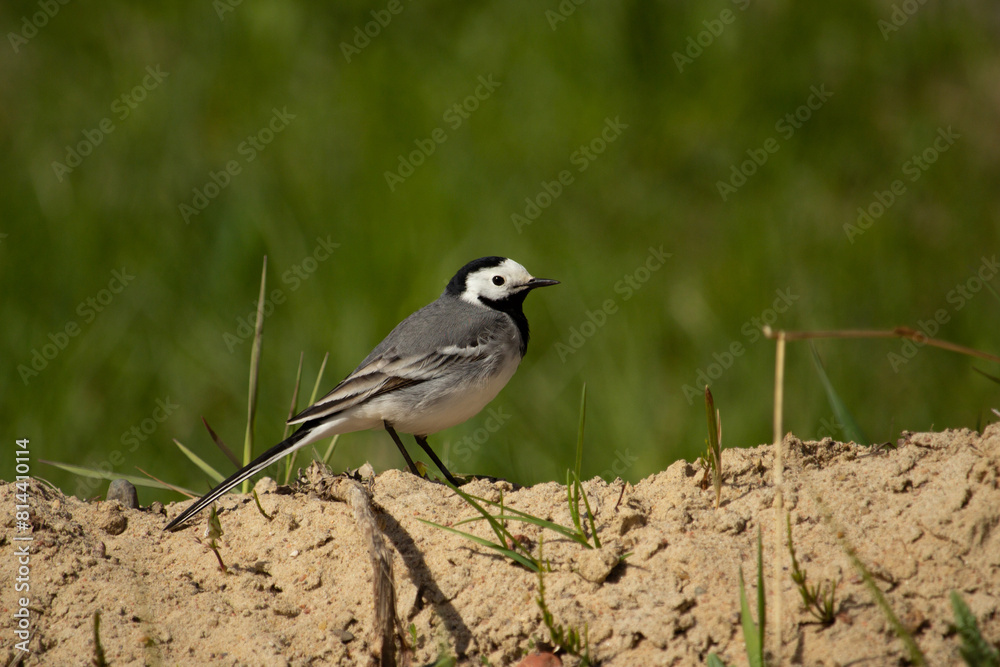 Cute bird white wagtail, Motacilla alba Cute bird white wagtail, Motacilla alba