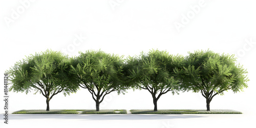 Group of Green Trees Isolated on White Background