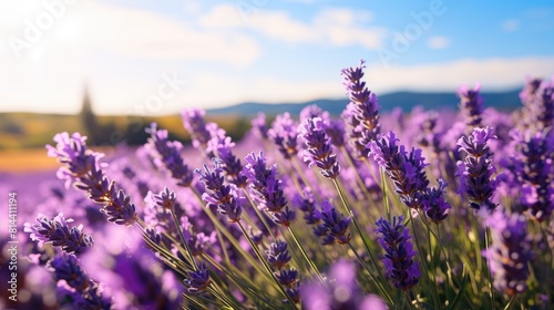 Vast lavender fields on a sunny day