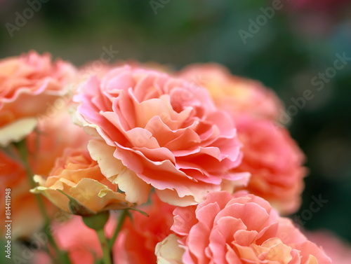 Fototapeta Naklejka Na Ścianę i Meble -  The roses are in full bloom
