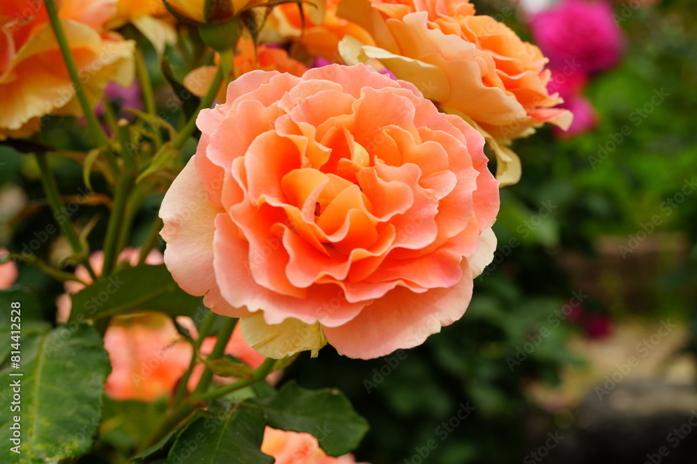 The roses are in full bloom The roses are in full bloom