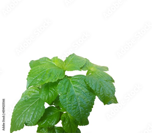 Ocimum gratissimum leaves green herbal plant on a white background