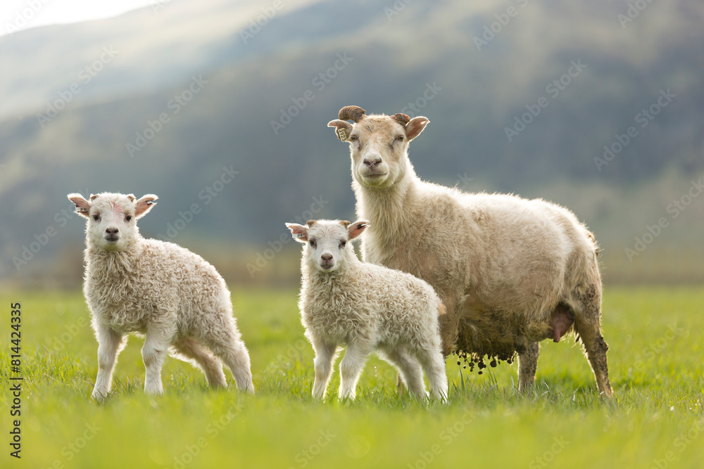 lambs on field with mother, low light morning sun lambs on field with mother, low light morning sun