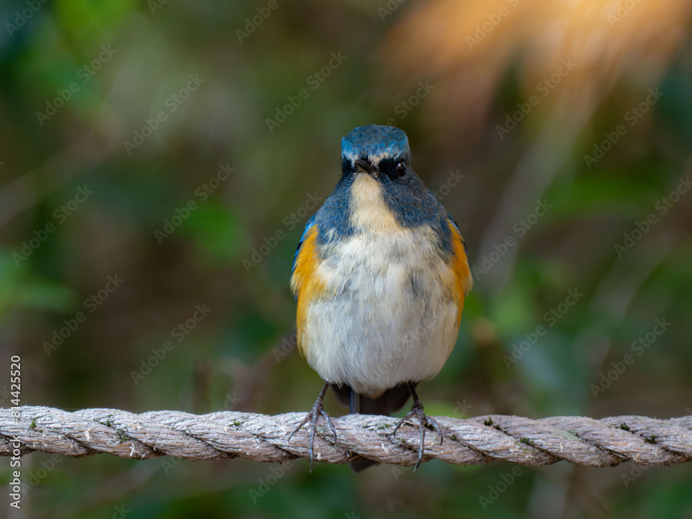 Obraz premium 木陰のロープの上に留まっているルリビタキの雄