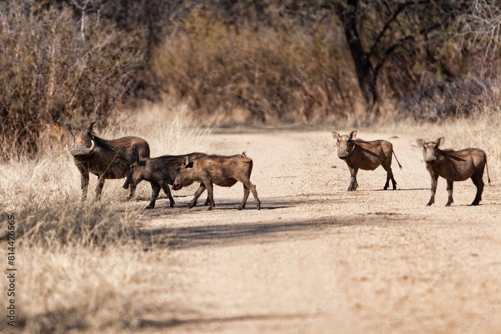 Naklejka premium warthog african pig family in the bush crossing a dirt road