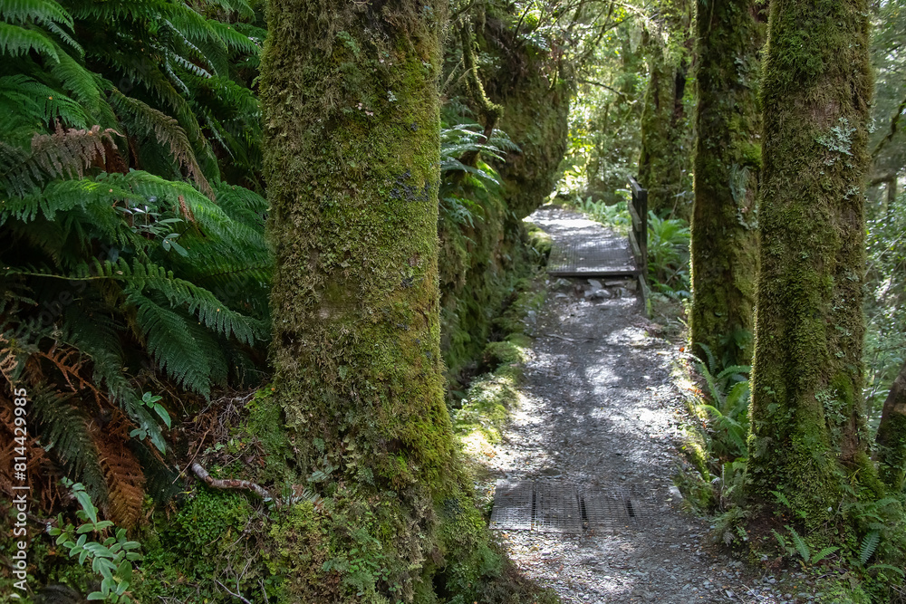 Obraz premium Forest on the South Island in New Zealand, old stump and tree trunks covered with green moss, natural landscape