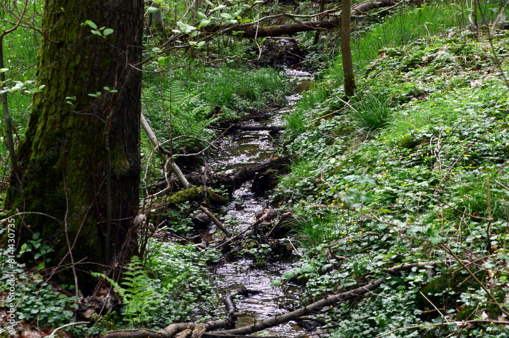 Fototapeta premium Landscape in Spring at the Stream Rieselbach in the Town Walsrode, Lower Saxony