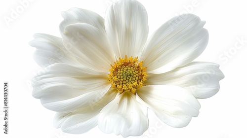 White cosmos flower isolated on white background.