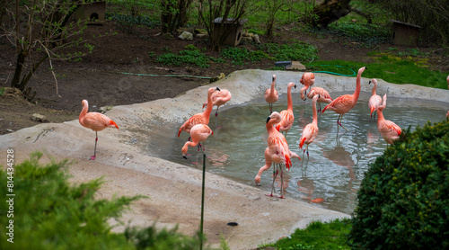 Flock of flamingos in concrete pond. photo