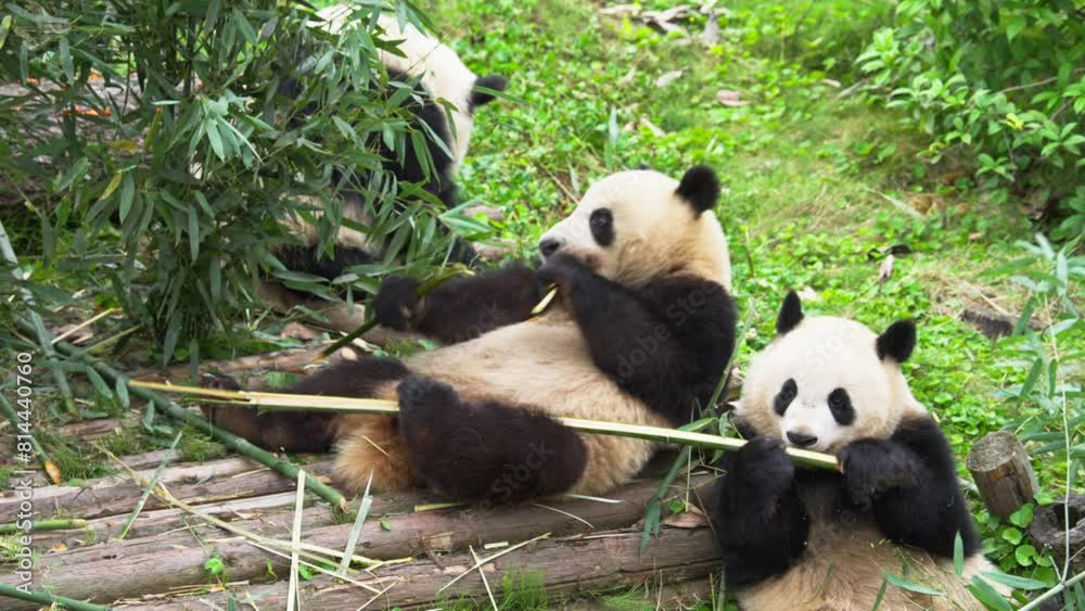 three giant panda bear eating bamboo together in Chengdu China