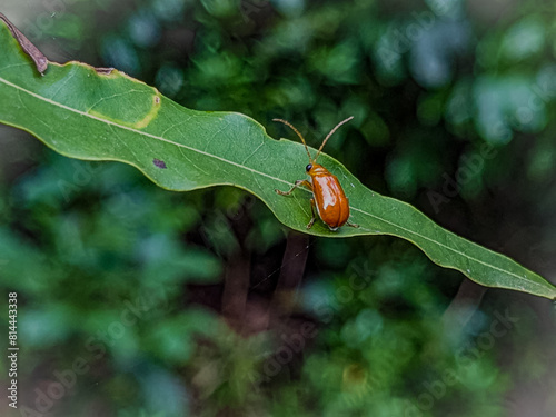 Nature's Harmony: Red Ladybug Resting on Verdant Green Leaf