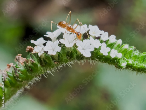 Micro Marvels: Red Ants Exploring a Blossoming Flower © Naksh